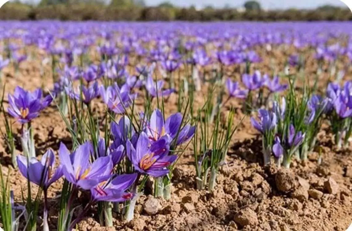 آغاز برداشت زعفران از ۵۵ هکتار از اراضی کشاورزی آذربایجان غربی