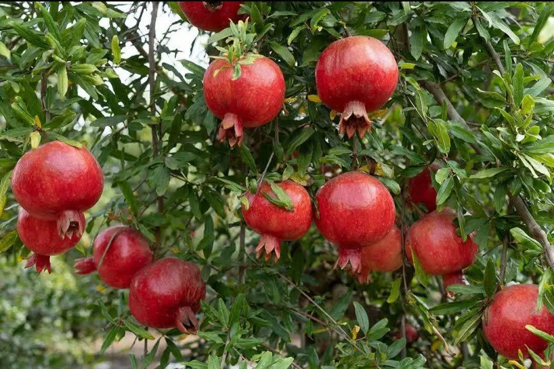 تولید سالانه هزار و ۶۰۰ تن محصول در چهارمحال و بختیاری