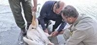 نجات دو پلیکان سفید گرفتار در رسوبات نمکی دریاچه ارومیه