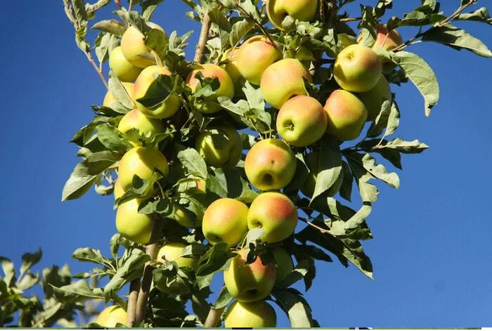 پیش بینی برداشت ۶۸ هزار تن سیب درختی از باغات استان کرمانشاه