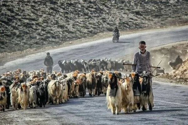 گوشت عشایری گران است یا بازار آن را گران میکند؟