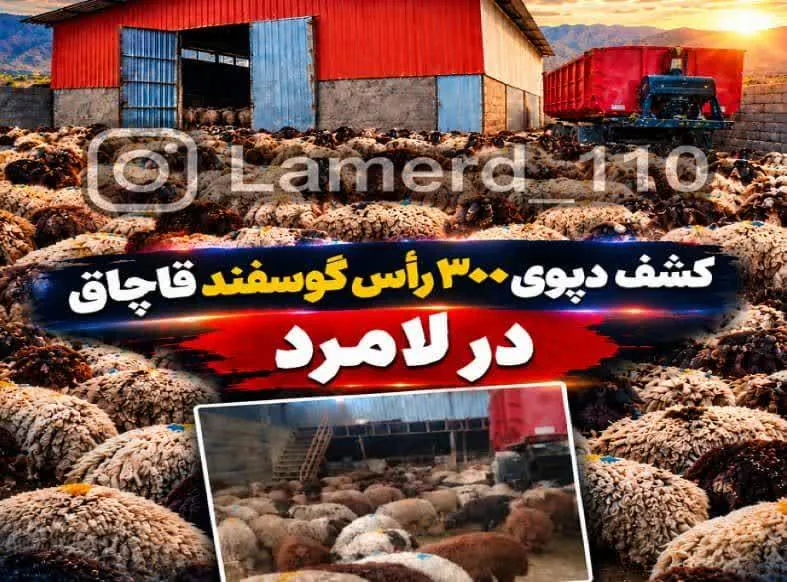 کشف ۳۰۰ راس دام سبک قاچاق در لامرد