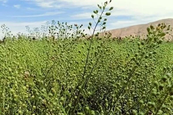 کشت کاملینا در ۴۵ هکتار از اراضی دیم فامنین آغاز شد