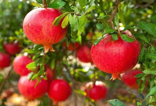 پیش‌بینی برداشت ۶ هزار تن انار از باغ‌های کاشمر
