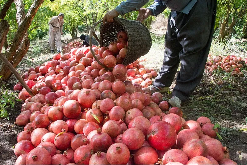 ۱۲۰۰ تن انار از باغهای آذربایجان غربی برداشت میشود
