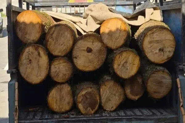 کشف ۲ تن چوب جنگلی غیرمجاز در نور