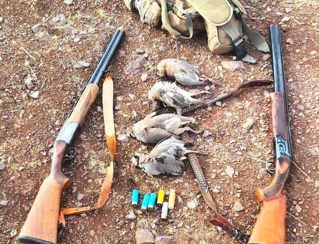شکارچیان متخلف در کنگاور شناسایی شدند