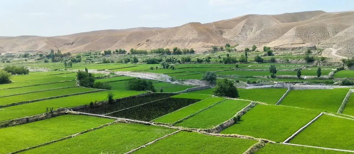 کشت برنج سیاه در کلات تجربه‌ای تازه در شالیزار‌ها