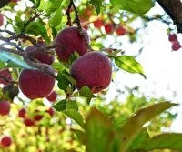 پیشبینی تولید بیش از ۲۰۰ هزار تن سیب در اشنویه