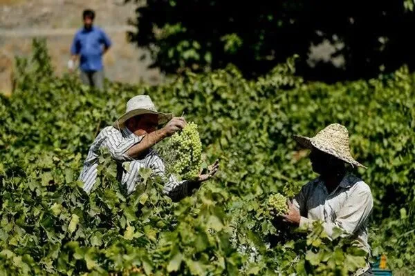 ظرفیتهای انگور ملایر زیر سایه مشکلات تولید و بستهبندی