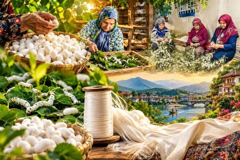 پیله تا توسعه؛ نوغانداری چگونه میتواند دوباره اقتصاد روستا را بسازد؟