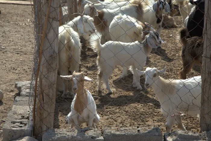 واکسیناسیون هگزاوالان؛ سپر تازه هرمزگان در برابر بیماری تب برفکی
