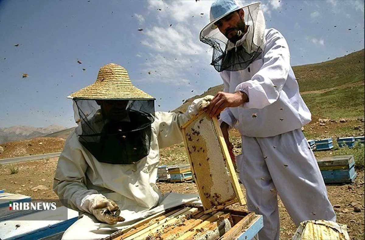 سرشماری زنبورستانهای آذربایجان شرقی از دوم آبان ماه