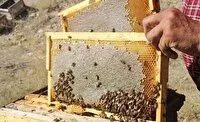 سرشماری زنبورستانهای آذربایجان شرقی از دوم آبان ماه