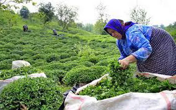 افزایش ۲۷ درصدی خرید برگ سبز چای از چایکاران شمال کشور در سال ۱۴۰۵