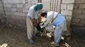 بیش از ۱۵۰۰ رأس دام عشایری علیه تب برفکی در سیبوسوران