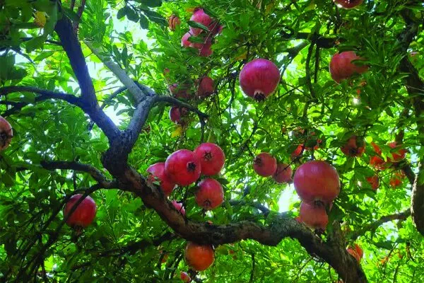 جشنواره انار ترشی در دازمیرکنده ساری برگزار میشود