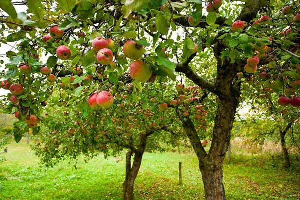 قطب سیب ایران چشمانتظار بازار؛ امسال گره صادرات باز می شود؟