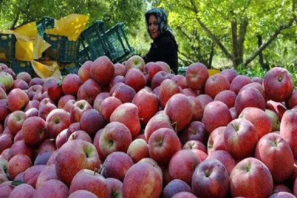 تولید سالانه ۱۹۳ هزار تن سیب در همدان
