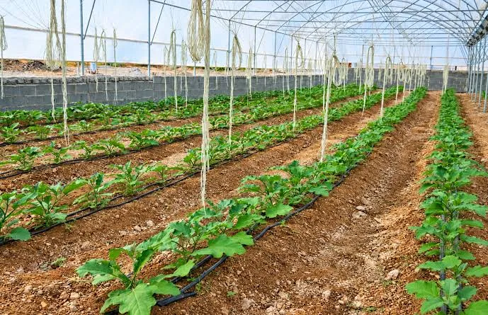 بهره برداری از گلخانه آموزشی دانشگاه آزاد اسلامی واحد رودان
