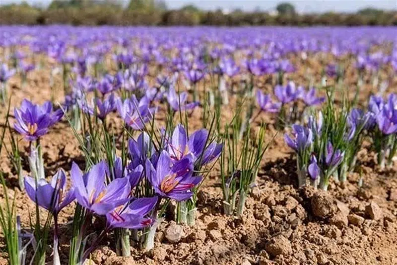 طلای سرخ در زمینهای کمآب کرمان؛از چالش نهاده تا خامفروشی و برندسازی