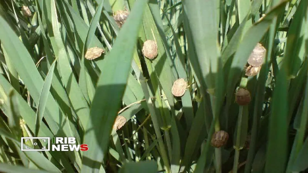 کاهش سن‌زدگی گندم آذربایجان‌شرقی