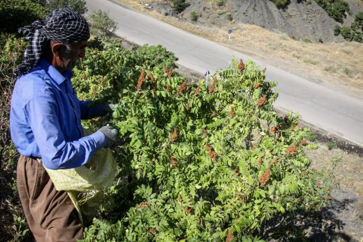 سماق سردشت؛ چاشنی کوهستان در مسیر بازارهای داخلی و خارجی