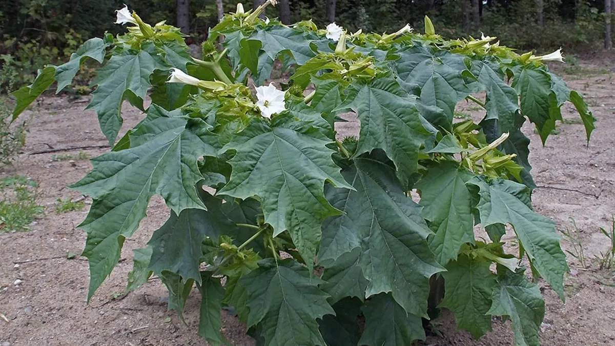 مسمومیت اهالی یک روستا در خراسان شمالی با سبزی آلوده و&nbsp;دستگیری سبزی فروش