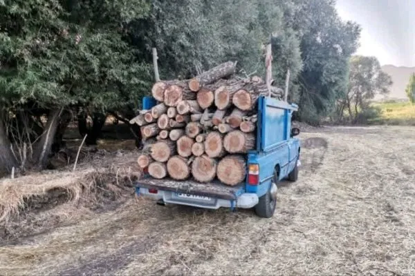 کشف ۴۰ تن چوب قاچاق راش در کارگاه غیرمجاز تهران