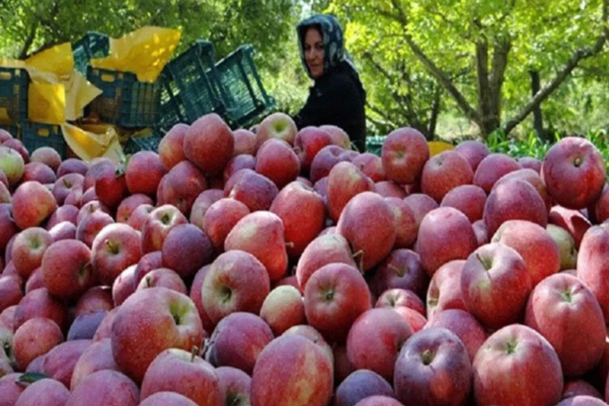 سیب مشگینشهر در انتظار فرآوری؛ هدررفت محصول در نبود صنایع تبدیلی