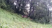 سرشماری مرال در زیستگاه‌های شهرستان رودبار