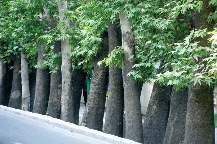 چنارهای کهنسال شیراز زیر سایه کم‌آبی/شهرداری:برای حل مشکل درختان از متخصص‌ها کمک گرفتیم