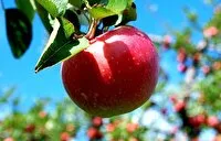 برداشت سالانه بیش از ۱۰۷ هزار تن سیب از باغات سلماس
