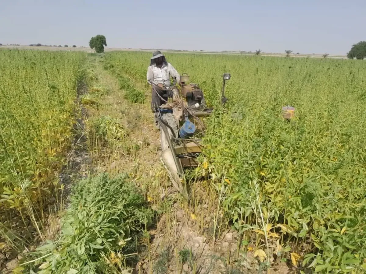 برداشت کنجد دانه روغنی کنجد