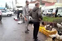 پایش بازار‌های هفتگی صومعه‌سرا برای جلوگیری از خرید و فروش پرندگان وحشی