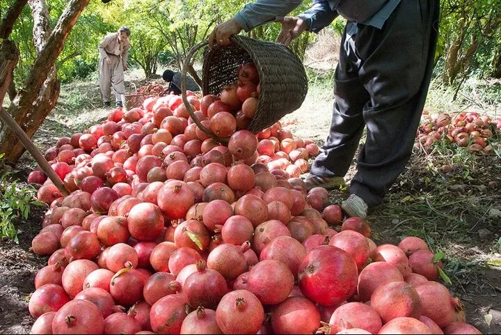 پیشبینی می شود امسال ۲۰ هزار تن انار در کرمانشاه برداشت شود