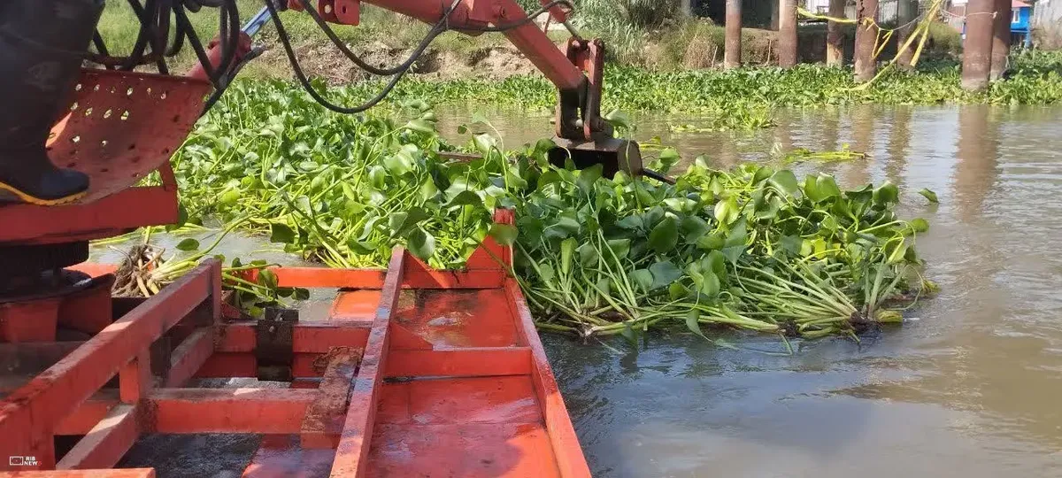 پاکسازی سنبل آبی در محدوده زیر پل موقت نهنگ‌روگا بندرانزلی