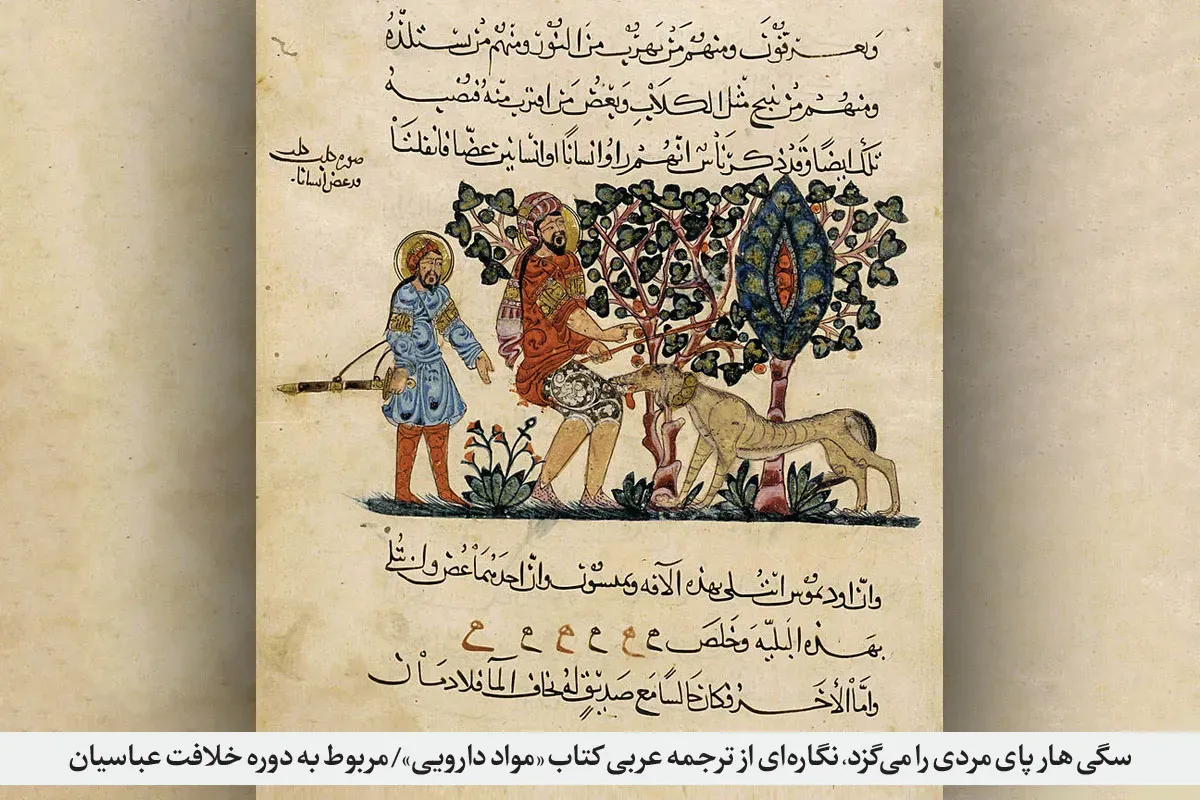 درباره روزگاری که تنها امید مبتلایان به هاری در مشهد سفر به تهران بود | کابوس دندان نیش در کوچهباغهای شهر