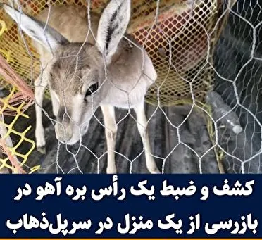 کشف و رهاسازی یک رأس برهآهو در سرپلذهاب با همکاری محیط زیست و پلیس اطلاعات