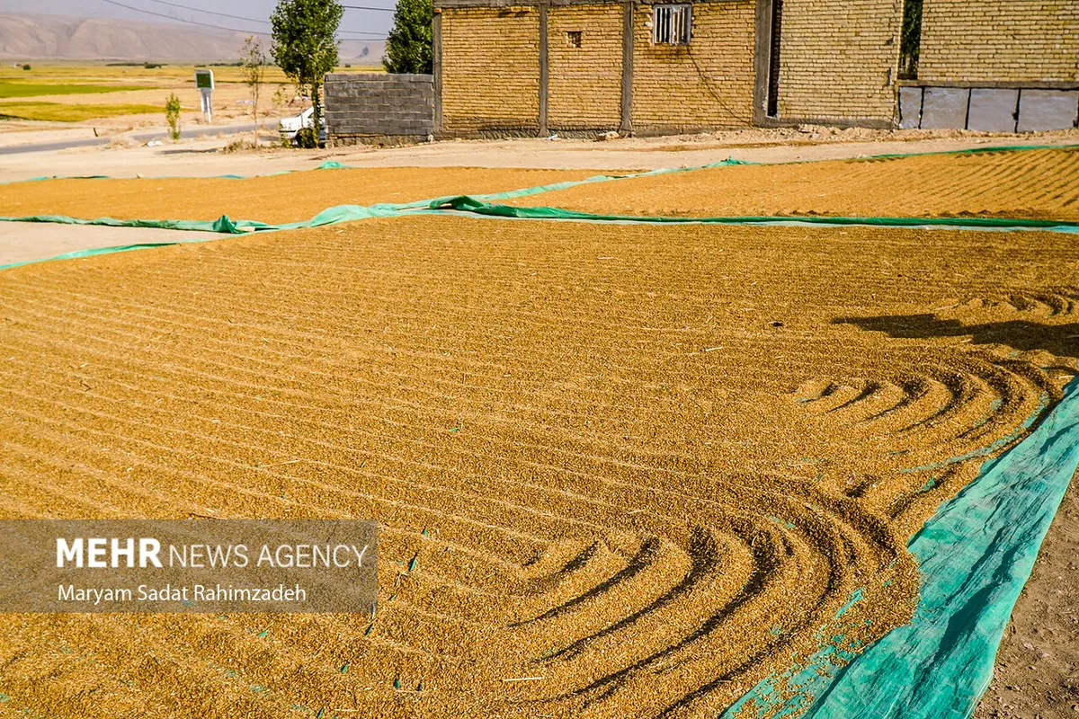 شهرستان سیروان ۱۷۰۰ هکتار اراضی کشت برنج دارد