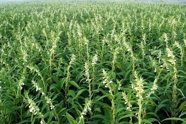 پیشبینی برداشت ۷۵۸ تن کنجد از مزارع شهرستان حاجیآباد