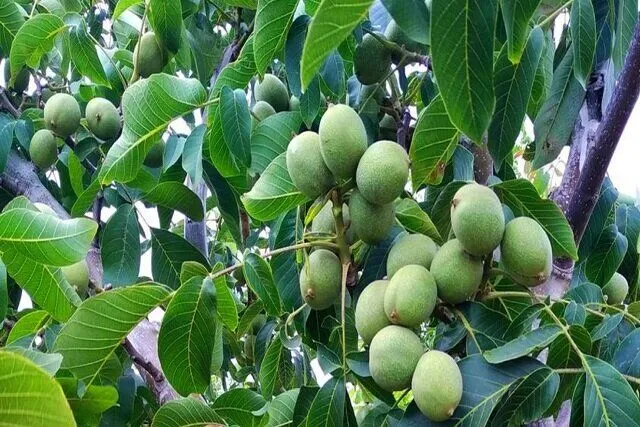 جهاد کشاورزی انگوت در هزینه اصلاح باغات گردو مشارکت میکند