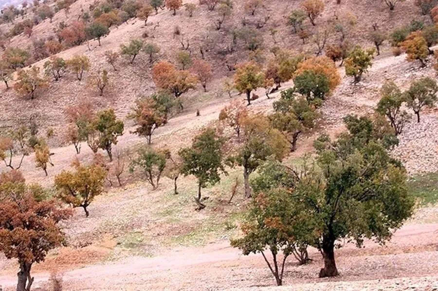 هیچ‌گونه مجوزی برای جمع‌آوری و فروش بذر بلوط در ایلام صادر نشده است
