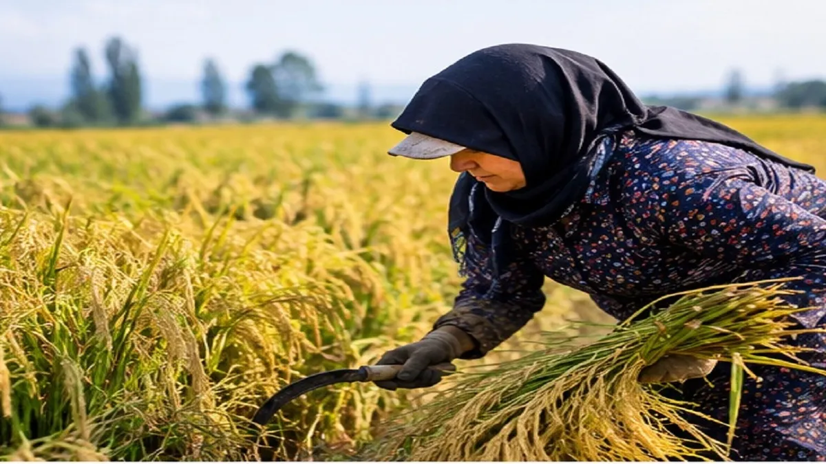تولید بیش از ۳۲ هزار تن برنج سفید در آذربایجان شرقی