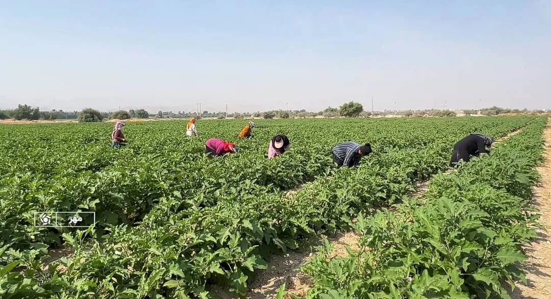 برداشت صیفی جات از بیش از ۵۰ هکتار مزارع مُهر