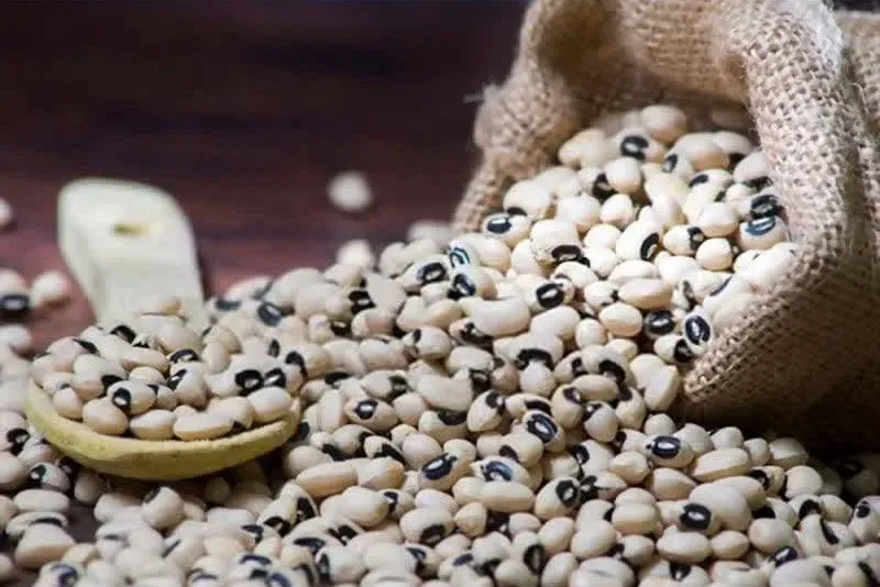 برداشت حبوبات برداشت لوبیا برداشت ماش حبوبات تابستانه