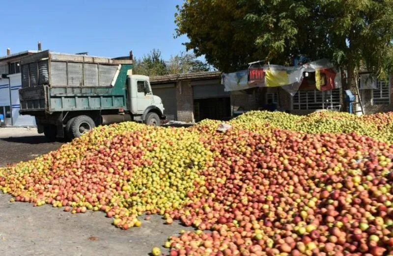 تحویل بیش از ۱۵ هزار تن سیب صنعتی به شبکه تعاون روستایی آذربایجان غربی