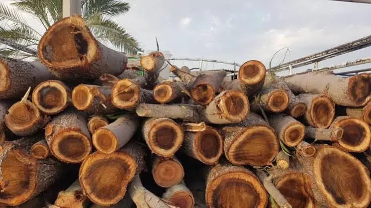 کشف ۱۲ تُن چوب قاچاق در شوش