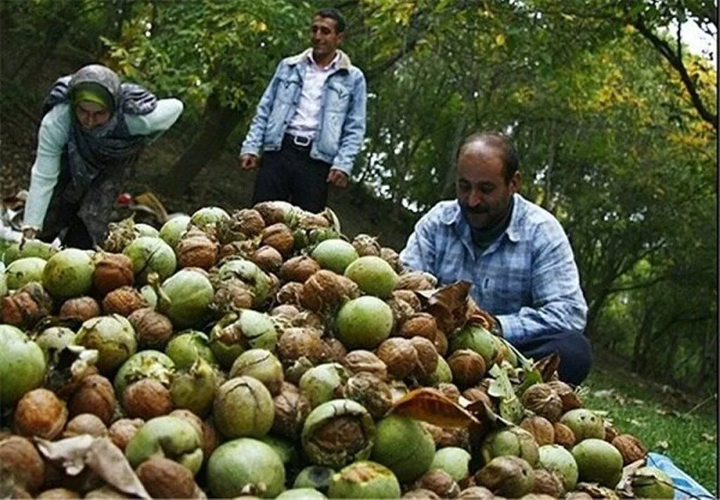 کلور میزبان چهارمین جشنواره ملی گردو در پارک ساحلی لاله
