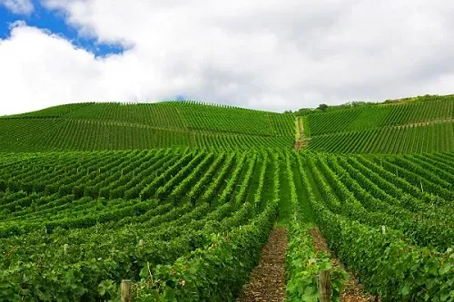 کاهش خسارتهای ال نینو در مزارع خوزستان با مدیریت تاریخ کاشت